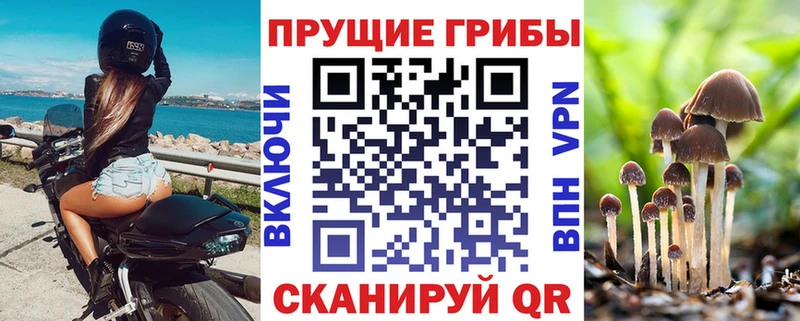 магазин продажи наркотиков  Ипатово  Псилоцибиновые грибы Cubensis 